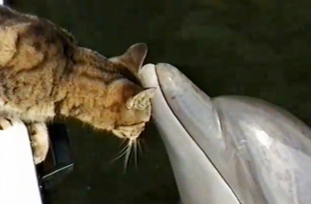 cat-dol