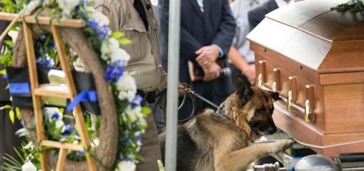 k9