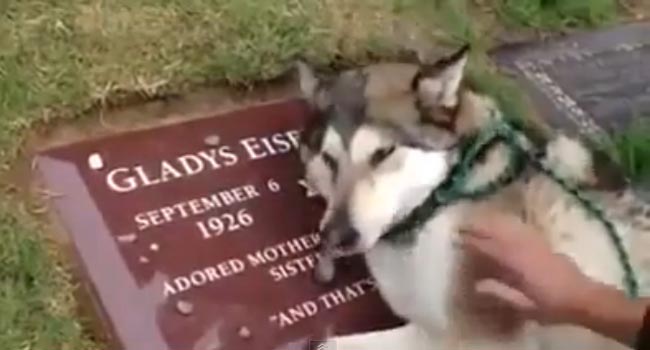 husky