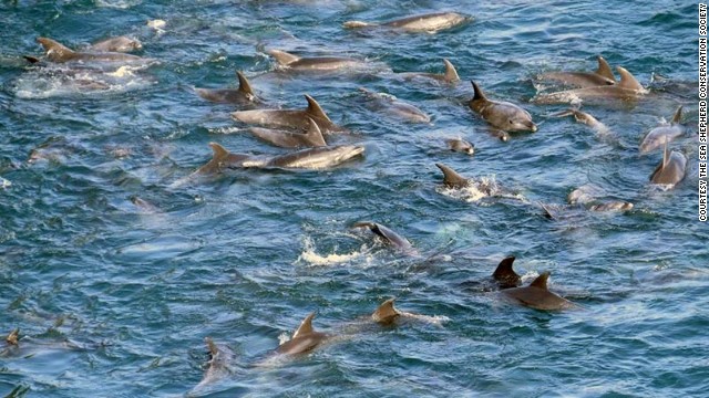 delfin
