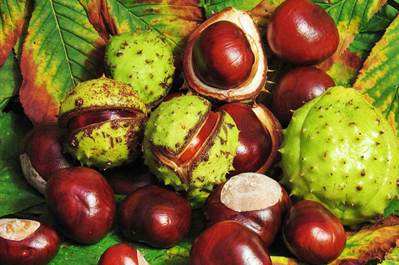 vadgesztenye